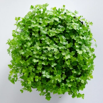 Microgreens di prezzemolo visti dall'alto