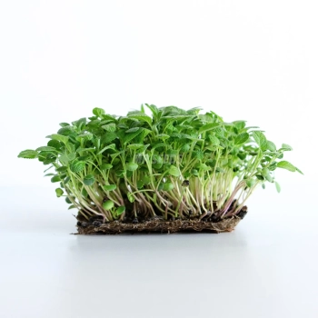 Microgreens di Salvia coltivati da semi MP Seeds.