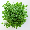 Foglie di microgreens di Salvia coltivate da semi MP Seeds - vista dall'alto.