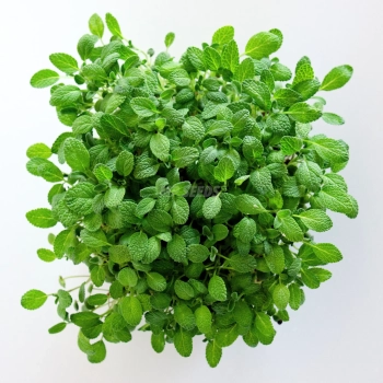 Foglie di microgreens di Salvia coltivate da semi MP Seeds - vista dall'alto.