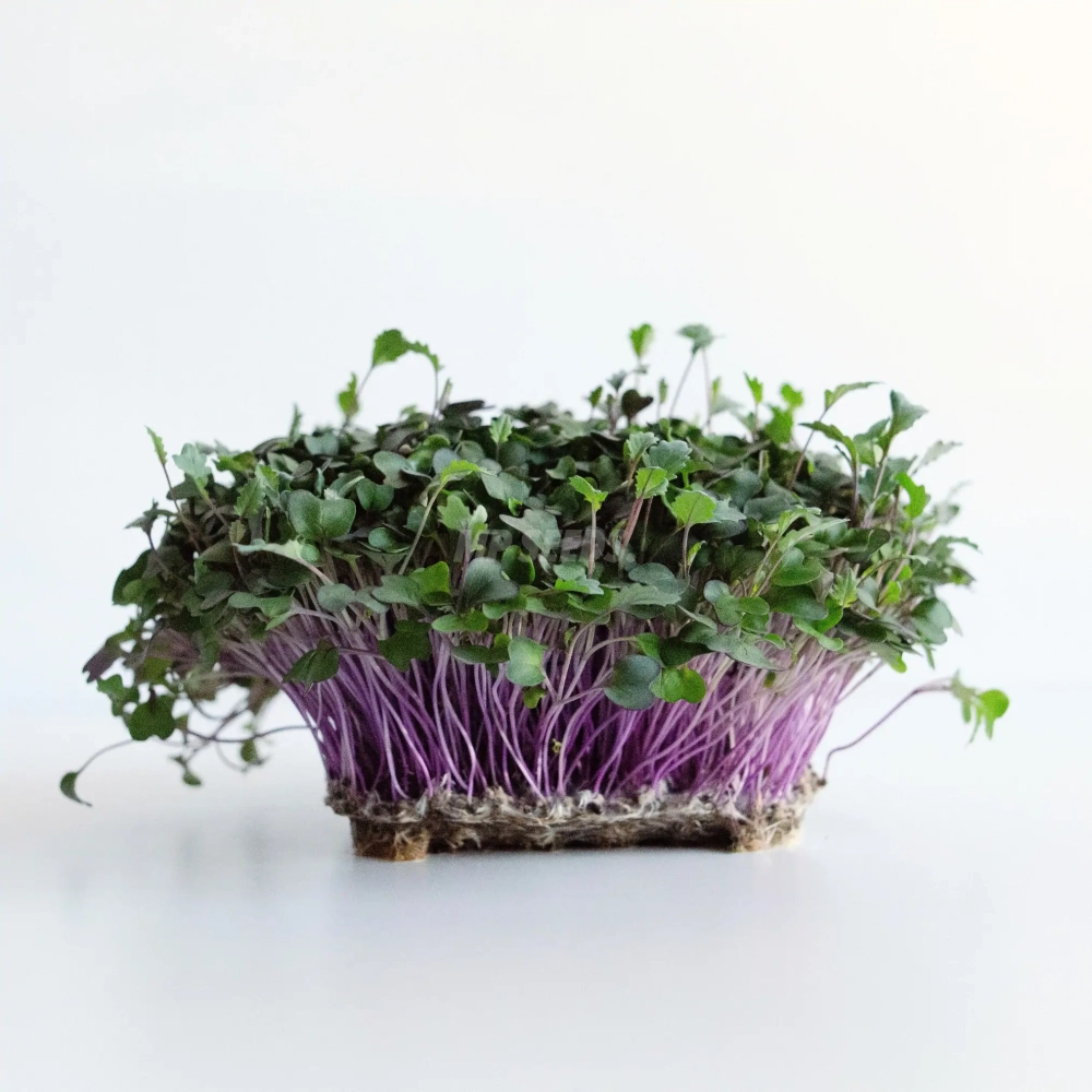 Microgreens di Cavolo Rapa rosso coltivati da semi MP Seeds, con steli rosa e foglie verdi.