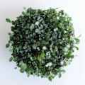Microgreens di cavolo rapa rosso – vista dall'alto