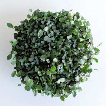 Microgreens di cavolo rapa rosso – vista dall'alto
