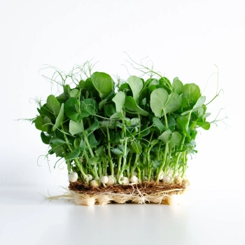 Semi di pisello bianco per microgreens