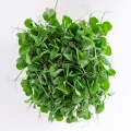 Semi di pisello bianco per microgreens - vista dall'alto.