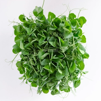 Semi di pisello bianco per microgreens - vista dall'alto.