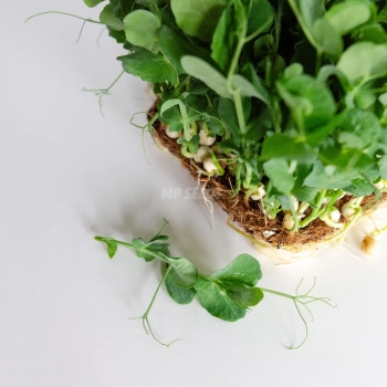 Germogli di pisello bianco - semi per microgreens