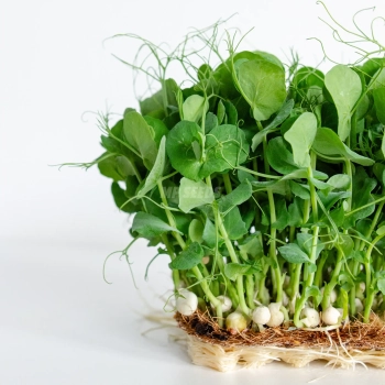 Semi di pisello bianco per microgreens