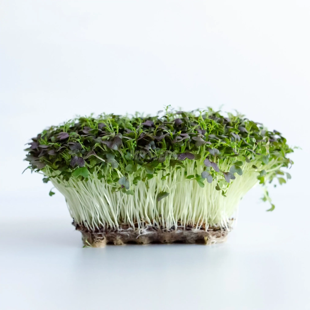 Microgreens di Mizuna Rossa Red Frills coltivati da semi MP SEEDS.