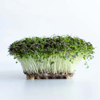 Microgreens di Mizuna Rossa Red Frills coltivati da semi MP SEEDS.