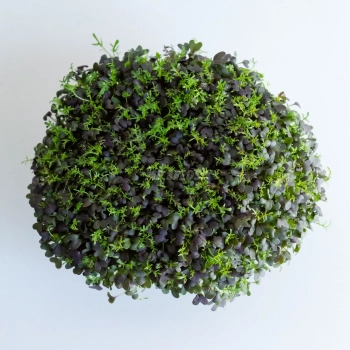 Microgreens di Mizuna Rossa Red Frills coltivati da semi MP SEEDS - vista dall'alto