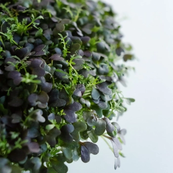 Foglie di microgreens Mizuna Red Frills – dettaglio