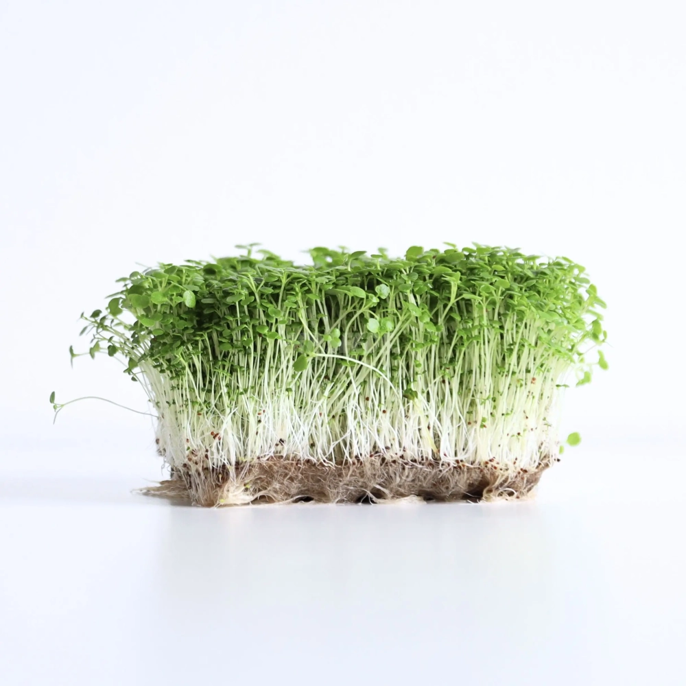 crescione-dacqua-semi-per-microgreens
