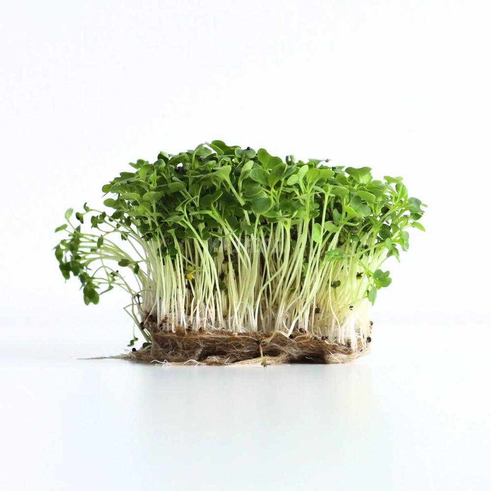 tatsoi-semi-microgreens.webp