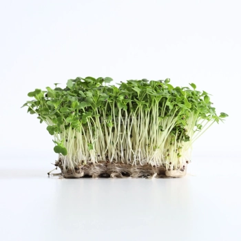 tatsoi-semi-microgreens.webp