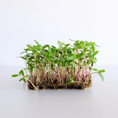 Tagete messicano coltivato dai semi per microgreens MP SEEDS.