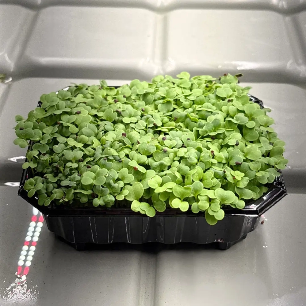 cavolo-michihili-semi-per-microgreens.webp