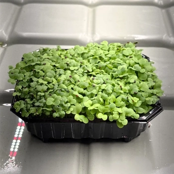 Cavolo Michihili, Semi per Microgreens
