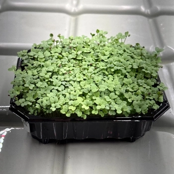 Senape Piccante, Semi per Microgreens