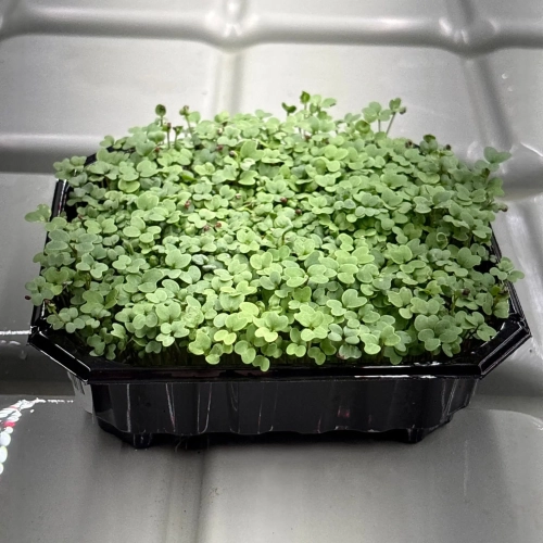 senape-piccante-semi-per-microgreens