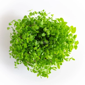 Vista dall'alto dei microgreens di basilico al limone coltivati da semi MP SEEDS.