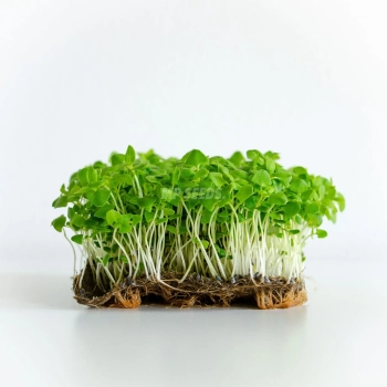Basilico, Limone Semi Microgreens