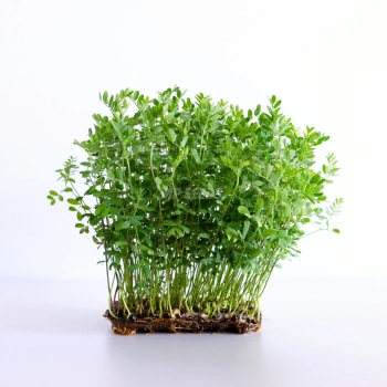 Lenticchie rosse, semi di microgreens