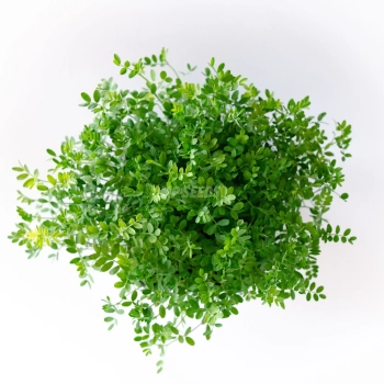 Microgreens di Lenticchia rossa coltivati con semi MP SEEDS – vista dall’alto.