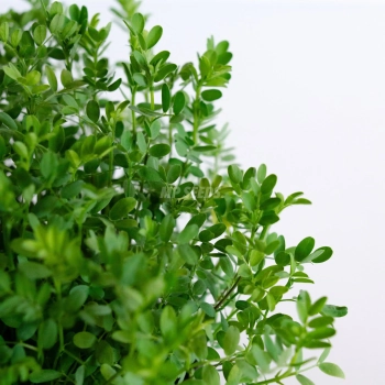 Microgreens di lenticchia rossa coltivati con semi MP SEEDS – primo piano delle foglie.