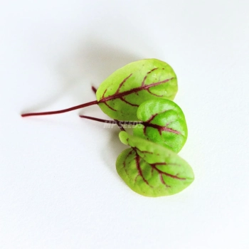 Acetosa venata rossa, semi microgreens