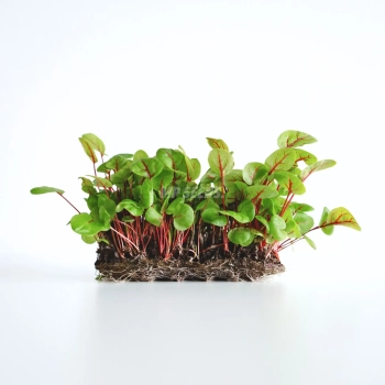 Acetosa venata rossa, semi microgreens
