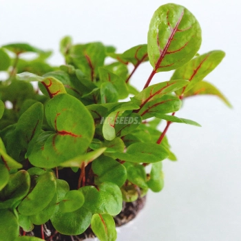 Acetosa venata rossa, semi microgreens