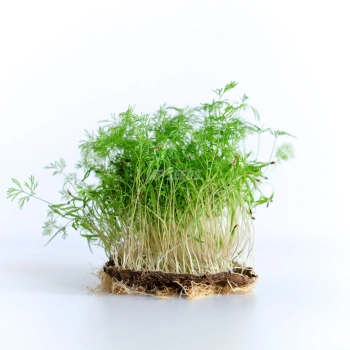 Finocchio, semi microgreens