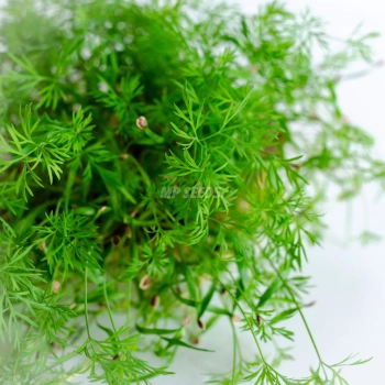 Finocchio, semi microgreens