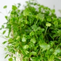 Anice, semi microgreens