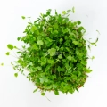 Anice, semi microgreens