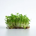 Anice, semi microgreens