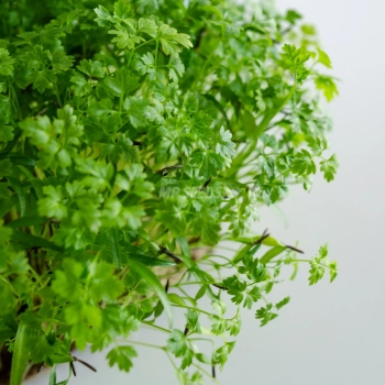 Microgreens di cerfoglio coltivati con semi MP SEEDS – primo piano delle foglie.
