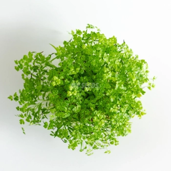 Microgreens di cerfoglio coltivati con semi MP SEEDS – vista dall’alto.