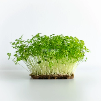 Cerfoglio  - semi microgreens 
