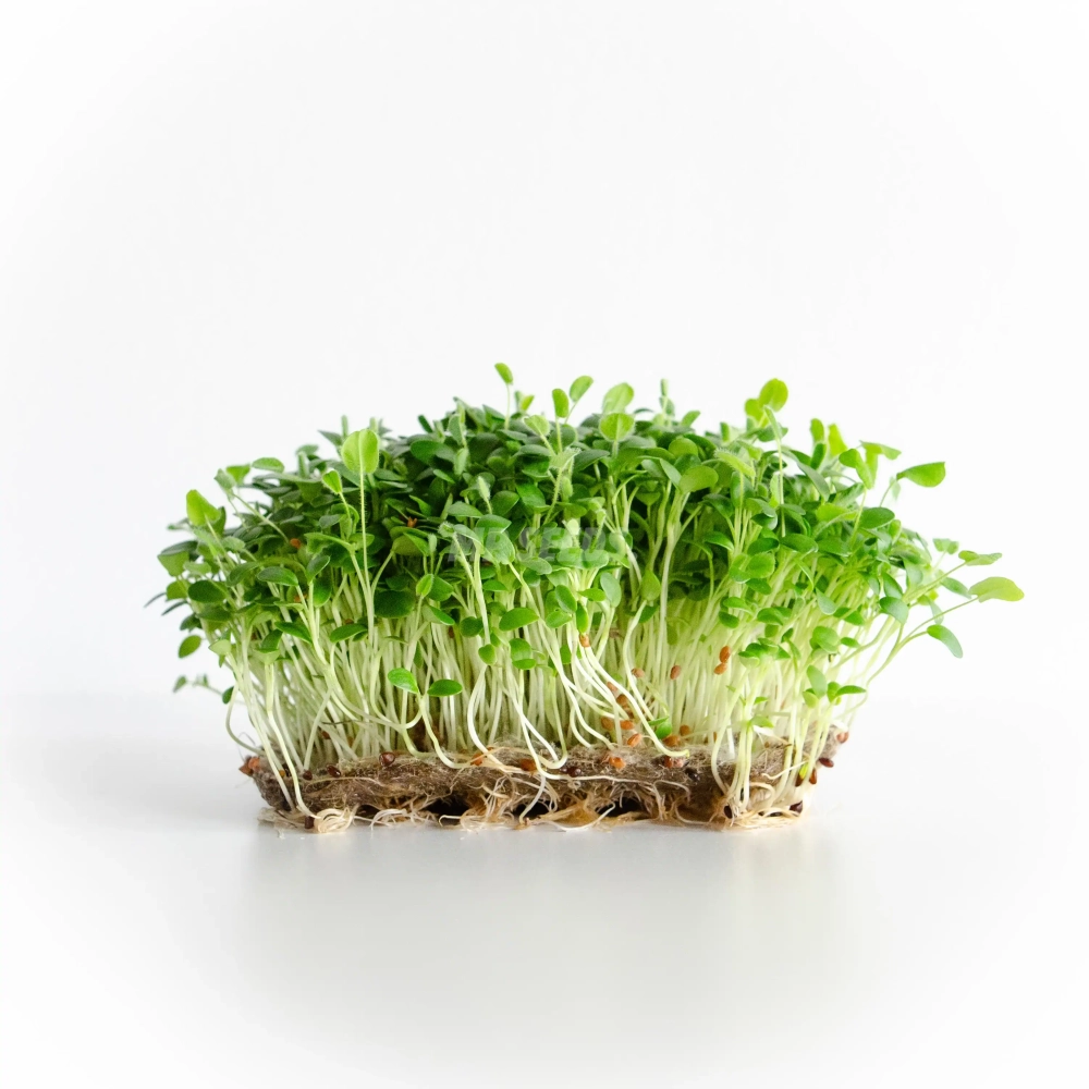 Microgreens di trifoglio coltivati con semi MP SEEDS