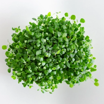Microgreens di trifoglio coltivati con semi MP SEEDS – vista dall’alto.
