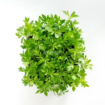 Microgreens di tagete messicana coltivati da semi MP SEEDS – vista dall’alto.