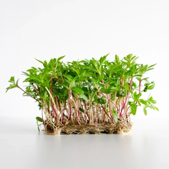 Tagete Messicano Sunset, semi microgreens