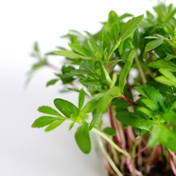 Microgreens di tagete messicana coltivati da semi MP SEEDS – primo piano delle foglie.