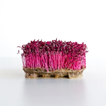 Amaranto, Rosso Semi Microgreens