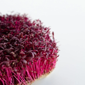 Primo piano delle foglie dei microgreens di amaranto coltivati da semi MP SEEDS