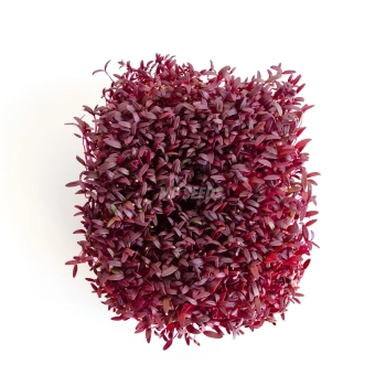 Vista dall’alto dei microgreens di amaranto coltivati da semi MP SEEDS