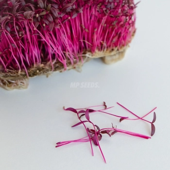 Singoli microgreens di amaranto coltivati da semi MP SEEDS