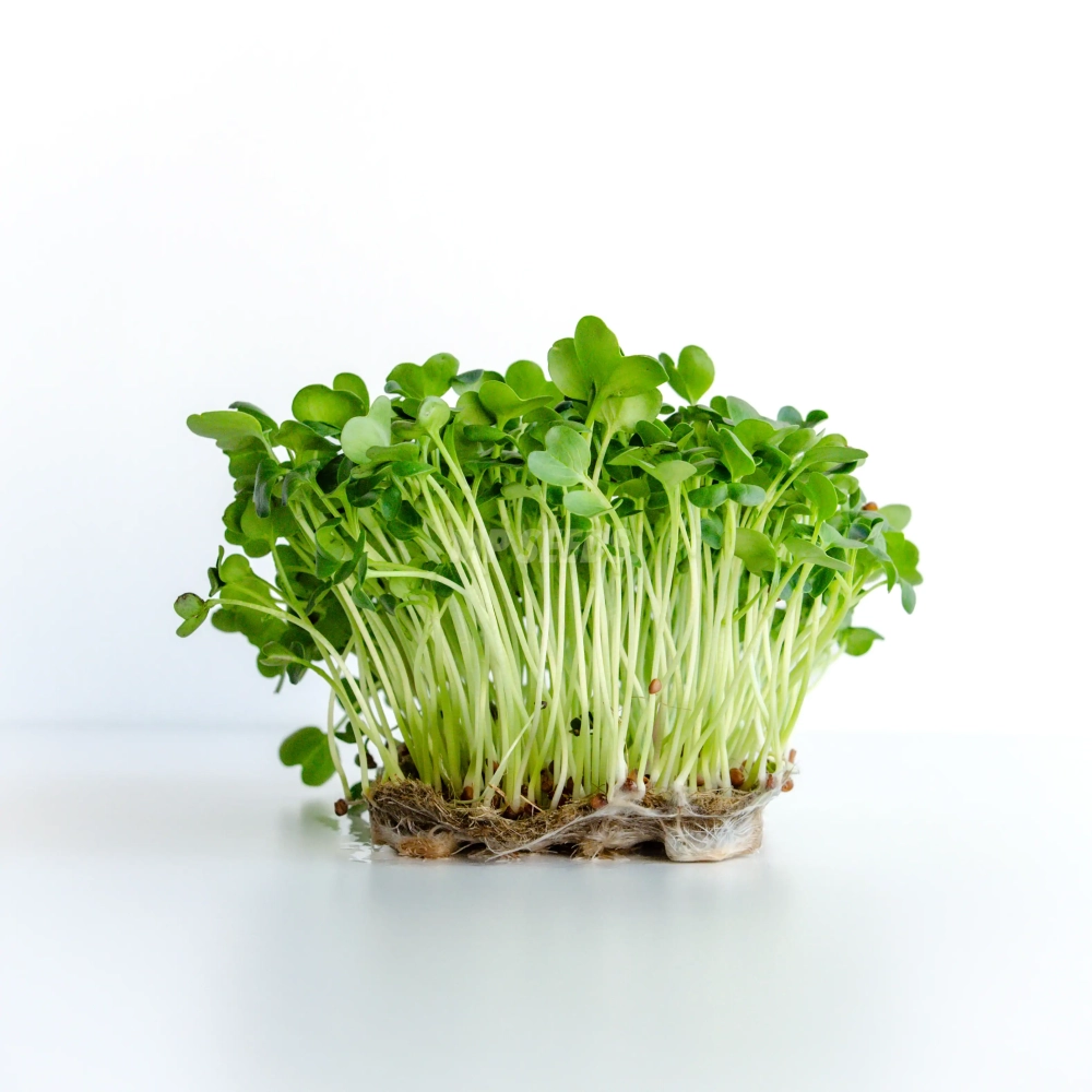 Microgreens di ravanello Daikon coltivati con semi MP SEEDS.